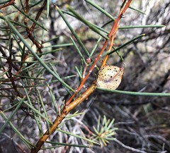 Hakea mitchellii