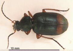 Chlaenius fasciger