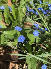 Omphalodes