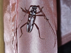Eburia decemmaculata