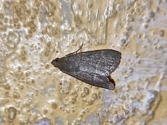 Lepidoptera