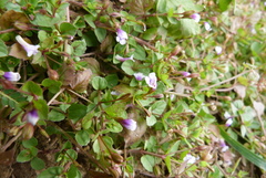 Linderniaceae