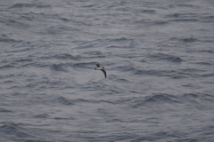 Procellaria cinerea