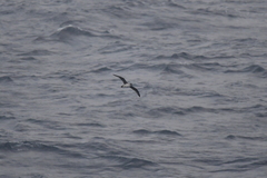 Procellaria cinerea