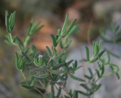 Drosanthemum lavisii