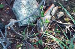 Drosanthemum lavisii