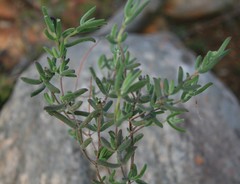 Drosanthemum lavisii