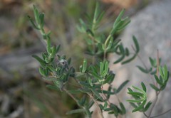 Drosanthemum lavisii