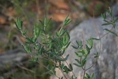Drosanthemum lavisii