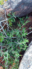 Drosanthemum lavisii