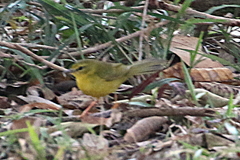 Myiothlypis flaveola