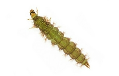 Rhyacophiloidea