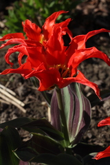 Tulipa fosteriana
