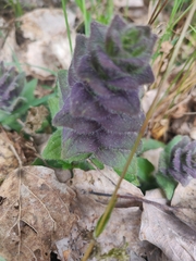 Ajuga pyramidalis