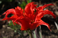 Tulipa fosteriana