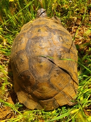 Testudo graeca