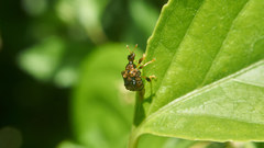 Paroplapoderus angulipennis