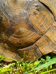 Testudo graeca