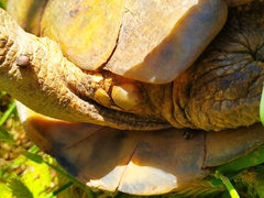 Testudo graeca