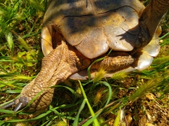 Testudo graeca