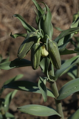 Fritillaria pallidiflora