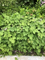 Epimedium × versicolor