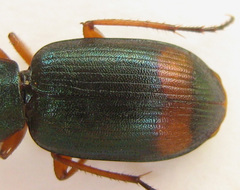 Chlaenius fasciger