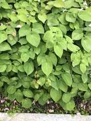 Epimedium × versicolor