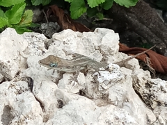 Anolis sagrei