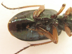 Chlaenius fasciger