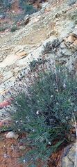 Heterolepis peduncularis