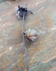 Heterolepis peduncularis