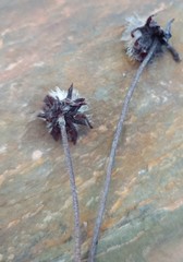 Heterolepis peduncularis