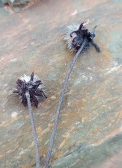 Heterolepis peduncularis