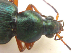Chlaenius fasciger