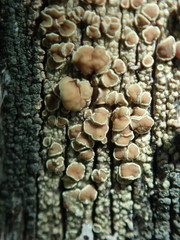 Lecanora varia
