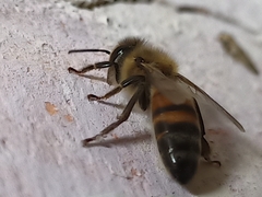 Apis mellifera