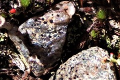 Tephromelataceae
