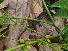 Anolis sagrei