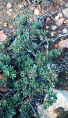 Macledium spinosum