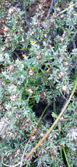 Macledium spinosum