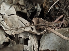 Anolis sagrei