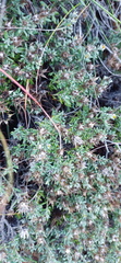 Macledium spinosum