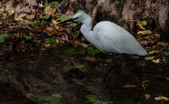 Egretta garzetta