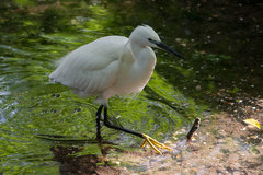 Egretta garzetta