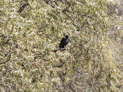 Buteogallus