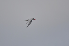 Sterna vittata bethunei