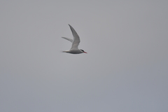 Sterna vittata bethunei