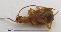 Brachinus dorsalis
