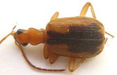 Brachinus dorsalis